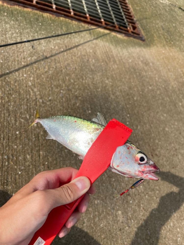 南港ライトゲームで根魚狩りのはずが、、、