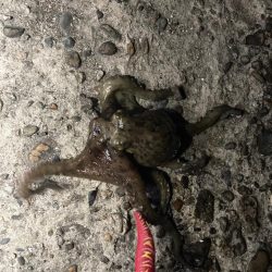 【タコング】夜タコ