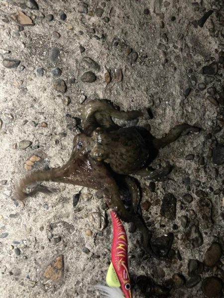 【タコング】夜タコ