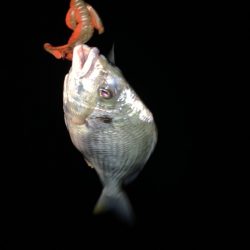 チヌハンターパート30