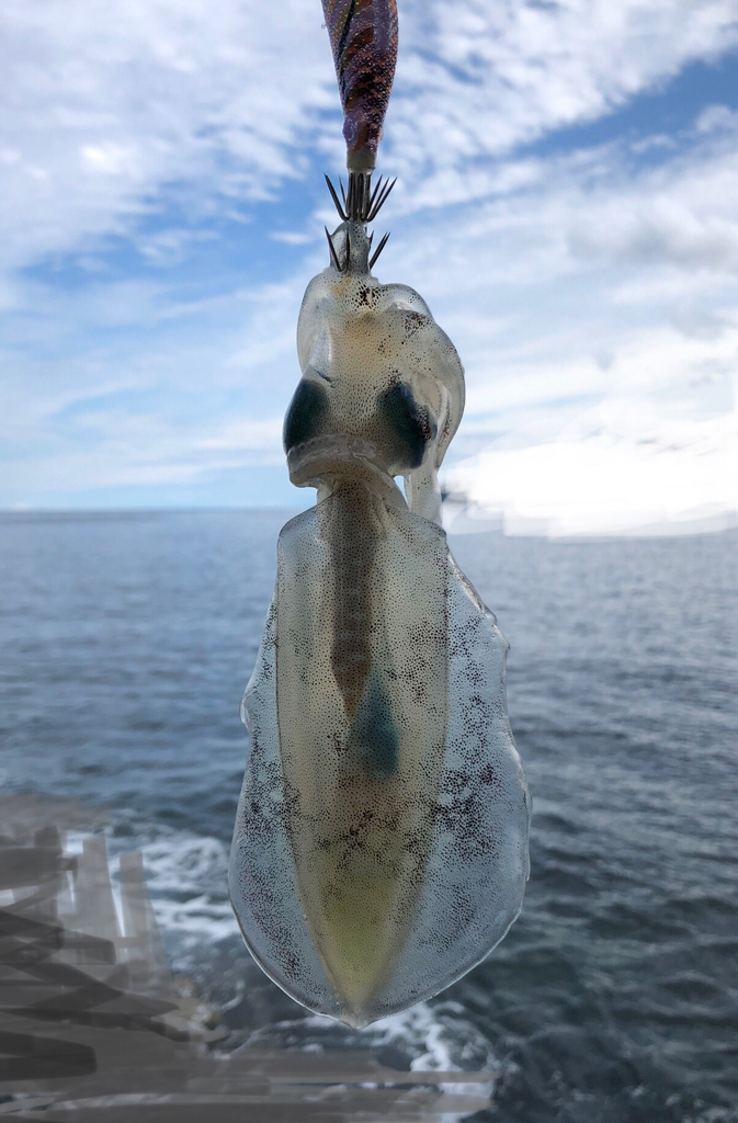 新子の沖漬けに挑戦