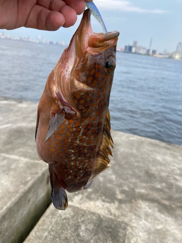 今日も気ままにライトワインド