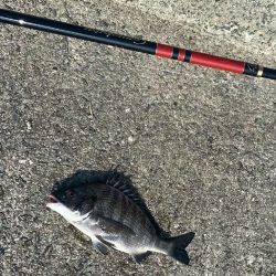 続けてがまかつ円錐ウキを使ってフカセ釣り