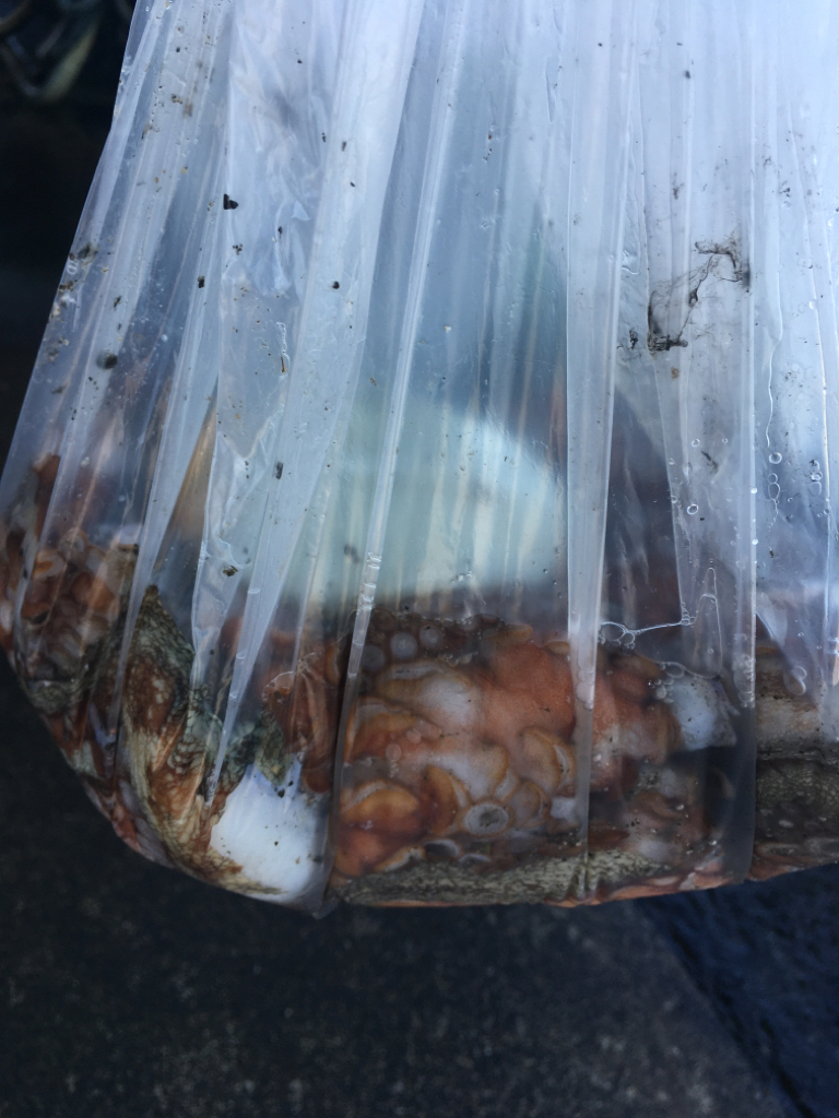 【タコフィネス】 キロ弱2杯