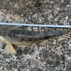 エソ1匹、マゴチ2匹目