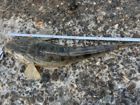 エソ1匹、マゴチ2匹目