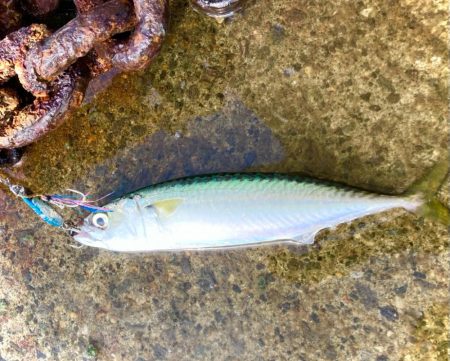 重戦車のようなアイツにゃ！！