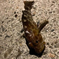 ライトゲームしてたら