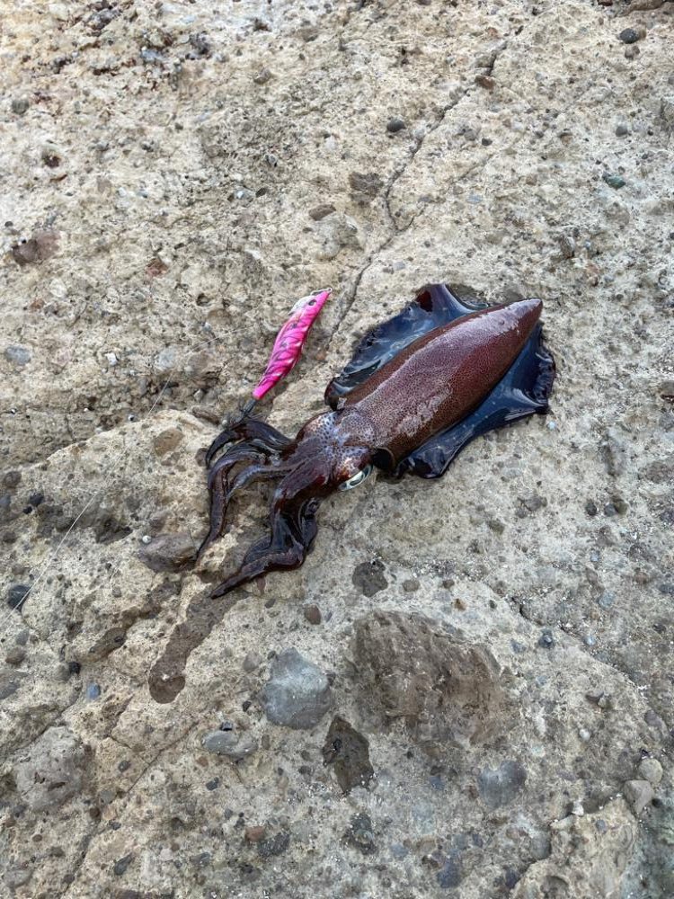 秋イカシーズン!今年はサイズがいい!