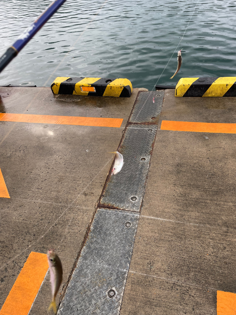 豆アジはたくさん釣れるけど、、、