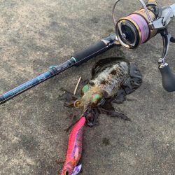 連日のアオリイカ！墨族が炸裂か！？