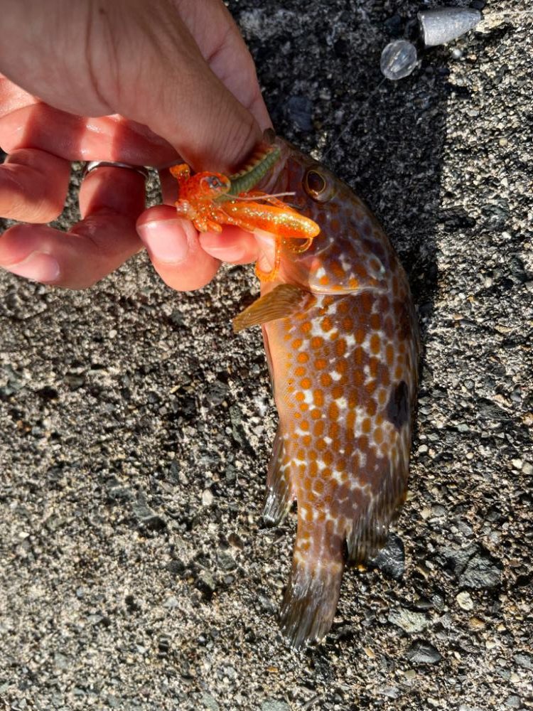 今日は渋めのアコウ、ガシラ