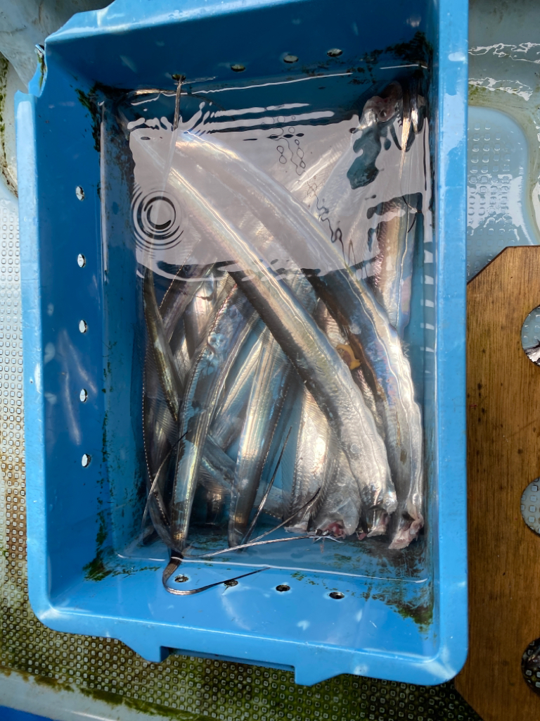 今シーズン初の船太刀魚 純栄丸