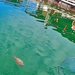 誘って真鯛にシマアジ