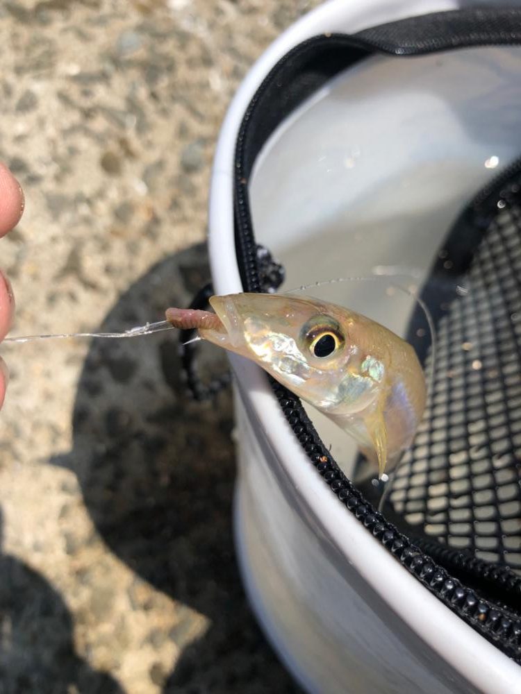 泉南キス ベストシーズンインジアビス