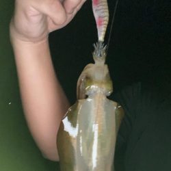 良型を求めてエギングへ！！