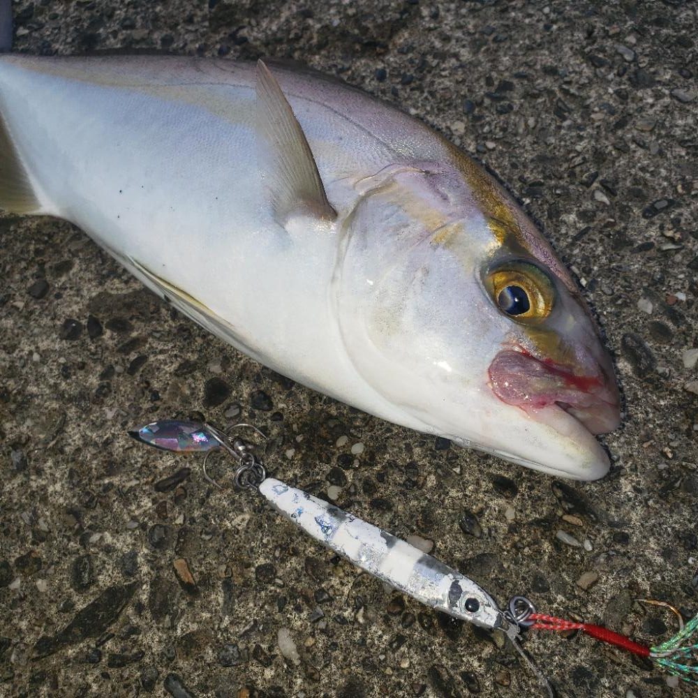 今朝はエソじゃない!