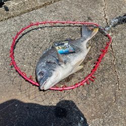 ちょっとだけチヌ狙い☆