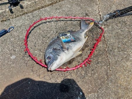 ちょっとだけチヌ狙い☆