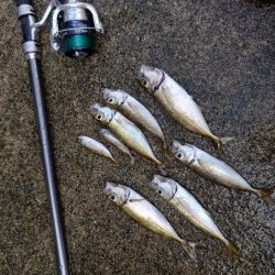 釣れています。が…