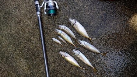 釣れています。が…