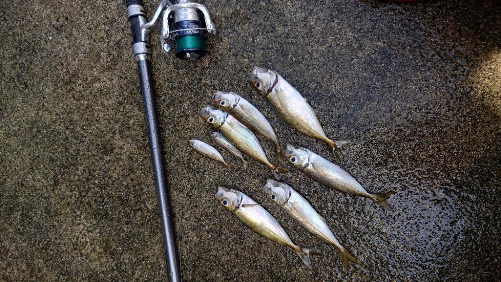 釣れています。が…