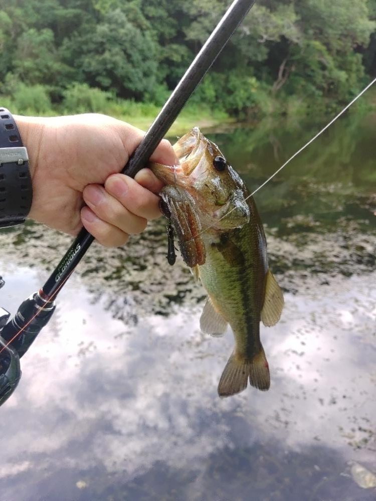 朝のパンチショット