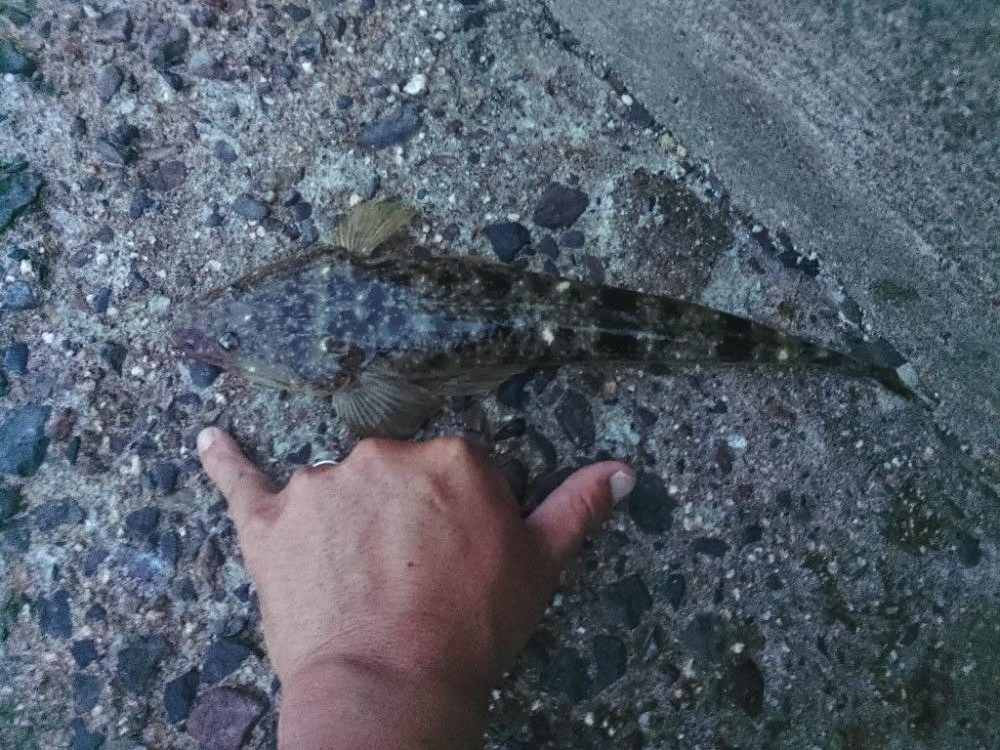 久しぶりにマゴチ