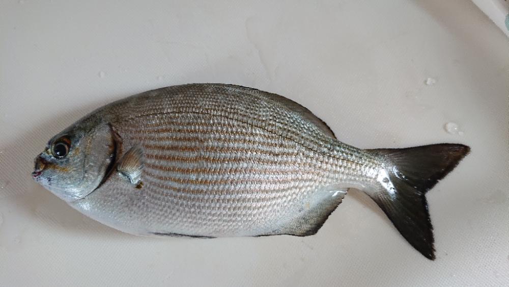 初めてのいすずみ