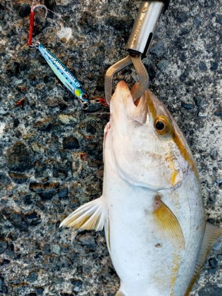 ジグパラダメージ鱗でライトショアジギング！