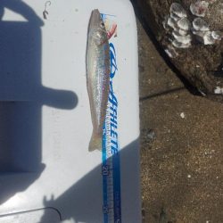 久しぶりのキス釣り