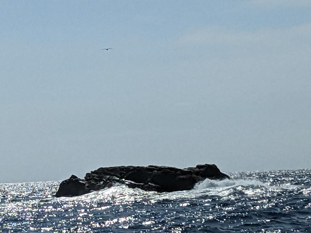 南紀沖のセシマ