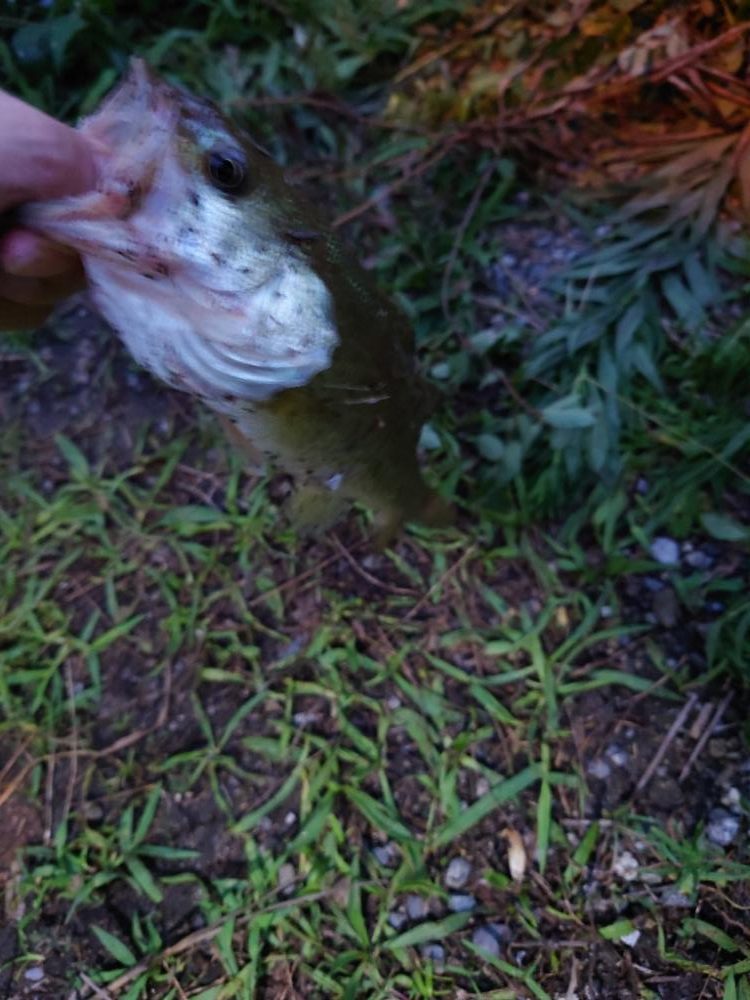 シーバスと思いきやば