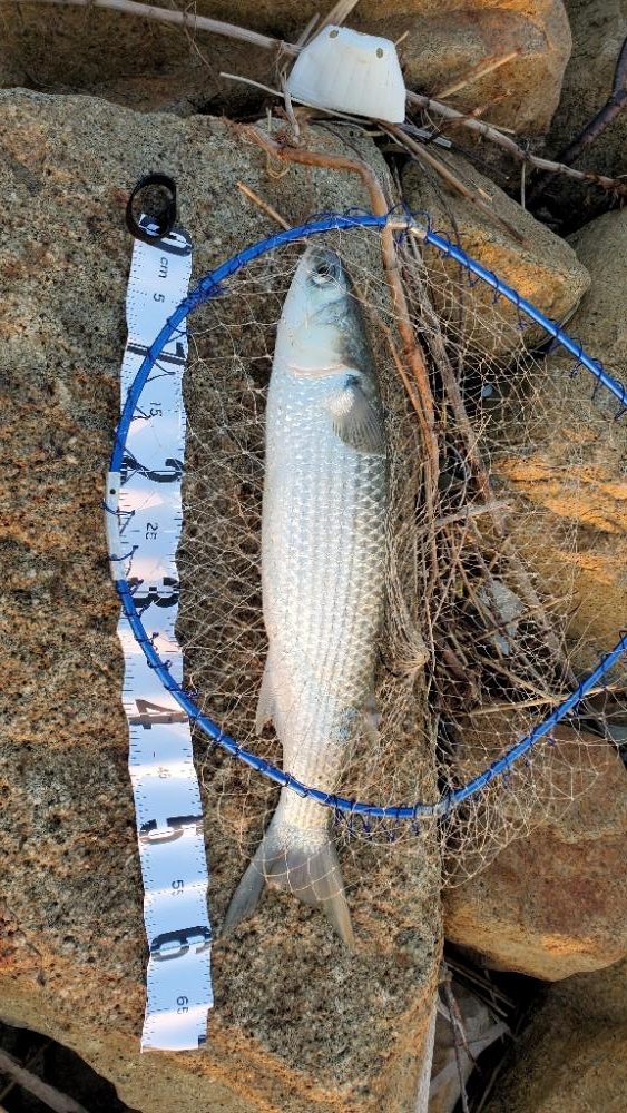 ソフトでもハードでも