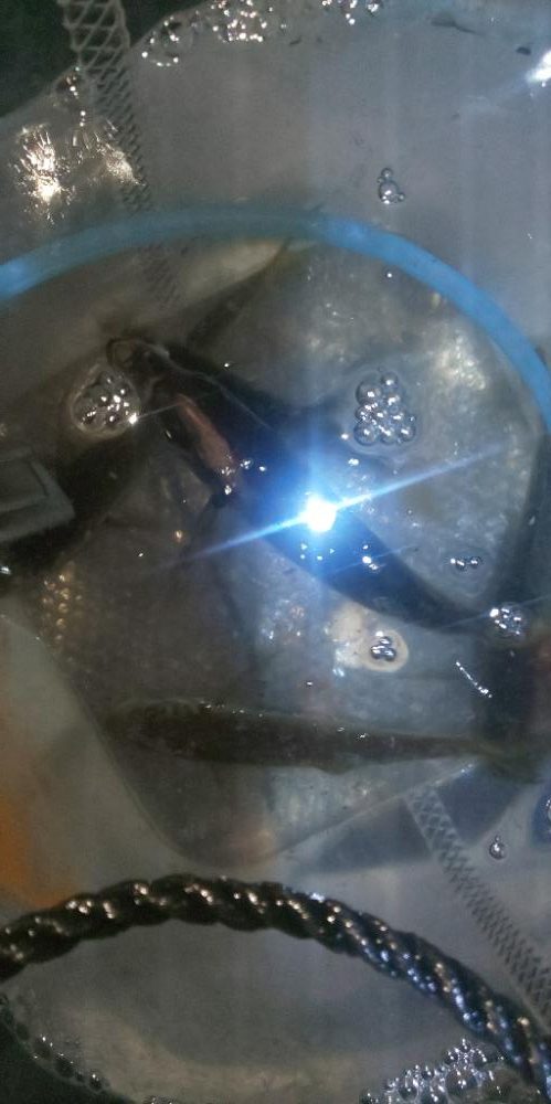 夜釣りがしたくて