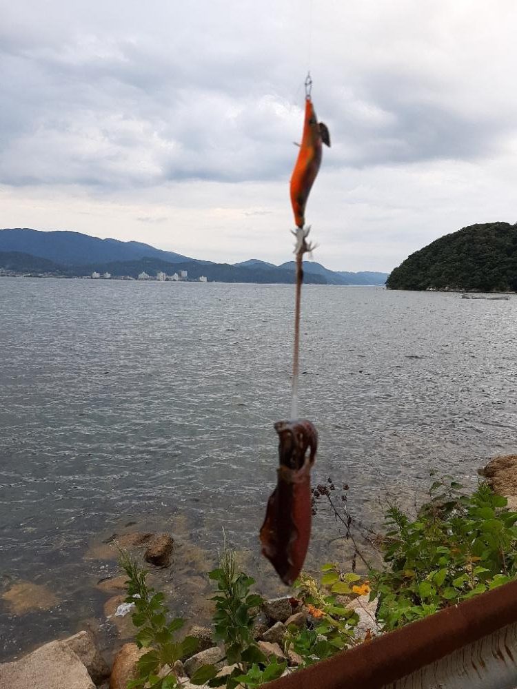 アオリイカを探して