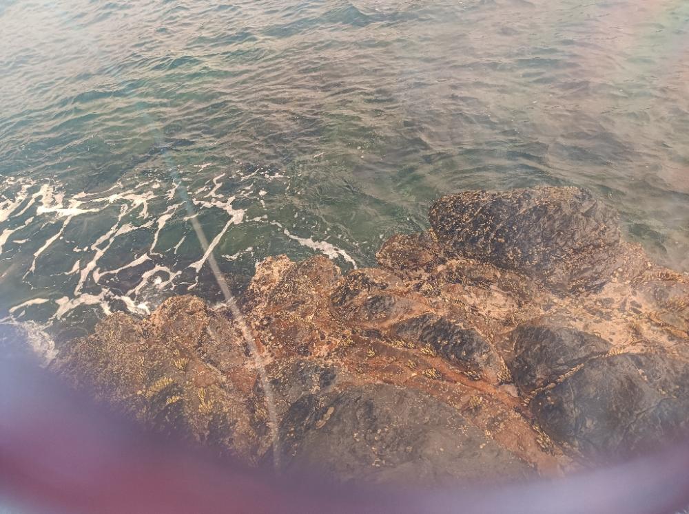 和歌山　アカハタ