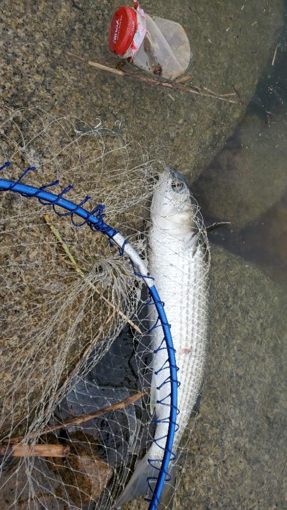 ハードルアーでボラｗ