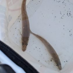 昨日の使えなかった石ゴカイでキス狙い！