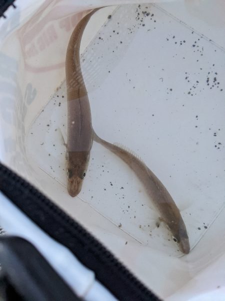 昨日の使えなかった石ゴカイでキス狙い！