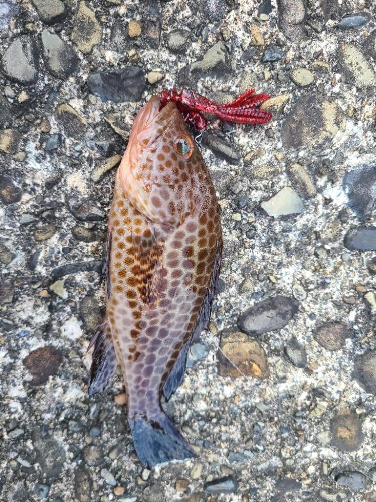 遠征(和歌山後半)