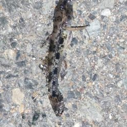 箱崎ふ頭でちょい投げ五目