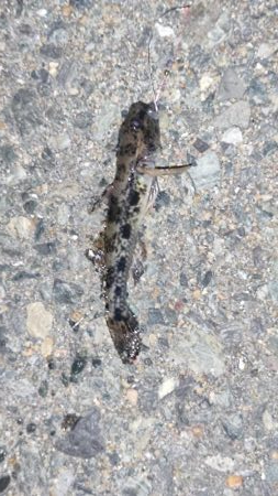 箱崎ふ頭でちょい投げ五目