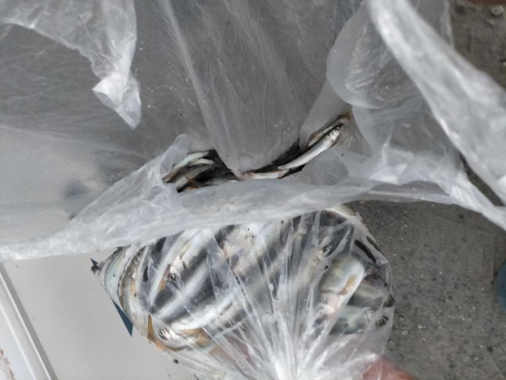 帰る途中に小鮎釣り