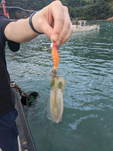 日本海イカ調査