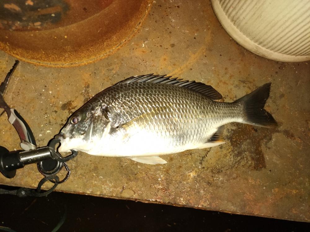 大潮での初魚種