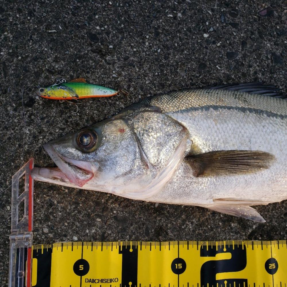 こんちはスズキさん!