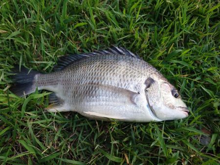 何とかチヌ！シーバスは相変わらずバラシ！