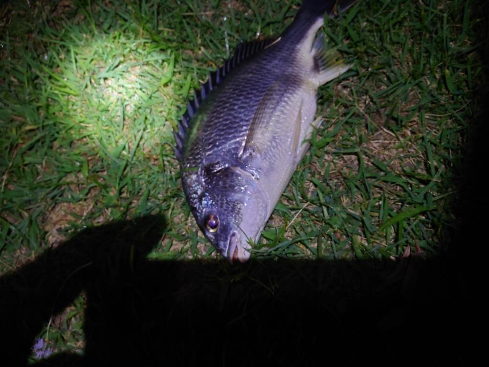 何とかチヌ2匹、シーバスはいつものバラシ（泣）