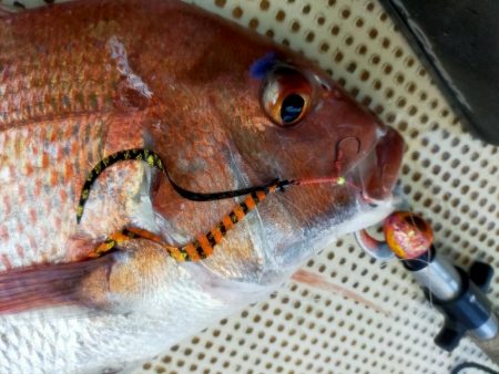 松山沖鯛ラバ🐟REDBACKで型狙い💥